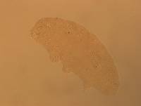 Hypsibius calcaratus image