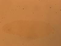 Hypsibius calcaratus image
