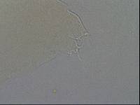 Hypsibius calcaratus image
