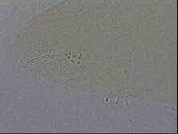 Hypsibius calcaratus image