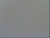 Hypsibius calcaratus image
