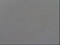 Hypsibius calcaratus image