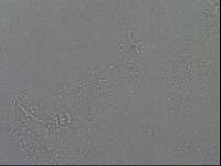 Hypsibius calcaratus image