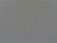 Hypsibius calcaratus image