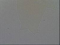 Hypsibius calcaratus image