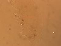 Hypsibius calcaratus image