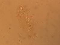 Hypsibius calcaratus image