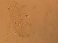 Hypsibius calcaratus image