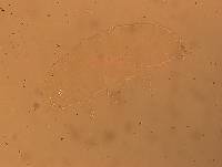 Hypsibius calcaratus image