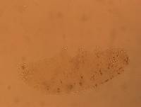 Hypsibius convergens image