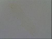 Hypsibius convergens image