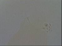 Hypsibius convergens image