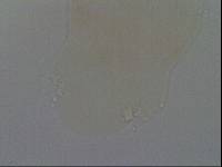 Hypsibius convergens image