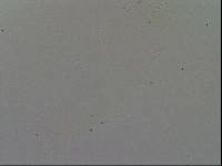 Hypsibius convergens image