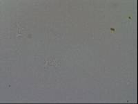Hypsibius convergens image