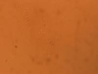 Diphascon chilenense image