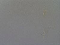 Diphascon chilenense image
