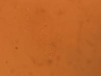 Diphascon chilenense image