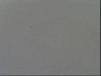 Diphascon chilenense image