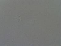 Diphascon chilenense image