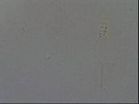 Diphascon chilenense image