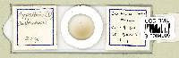 Diphascon chilenense image