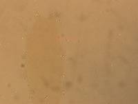 Hypsibius convergens image