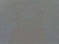Hypsibius convergens image