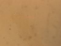 Hypsibius convergens image