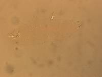 Hypsibius convergens image