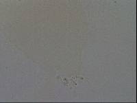 Hypsibius convergens image