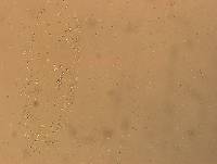 Hypsibius convergens image