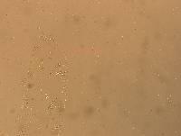 Hypsibius convergens image