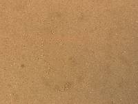 Hypsibius convergens image
