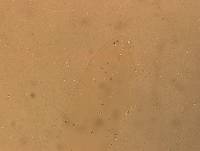 Hypsibius convergens image