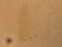 Hypsibius convergens image