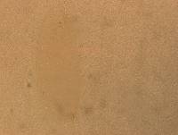 Hypsibius convergens image