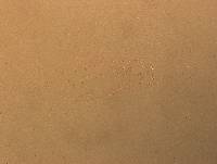 Hypsibius convergens image