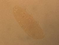 Hypsibius convergens image