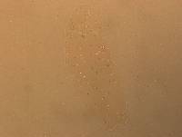 Hypsibius convergens image