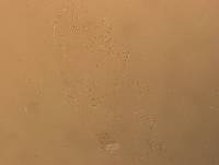 Hypsibius convergens image