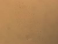 Hypsibius convergens image