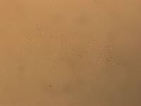 Hypsibius convergens image