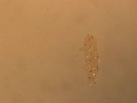 Hypsibius convergens image