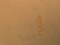 Hypsibius convergens image