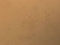 Hypsibius convergens image