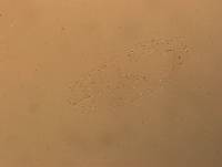 Hypsibius convergens image