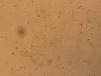 Hypsibius convergens image