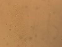 Hypsibius convergens image