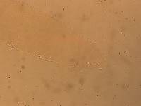 Hypsibius convergens image